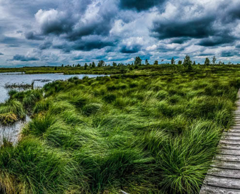 Hohes Venn Ansicht 11