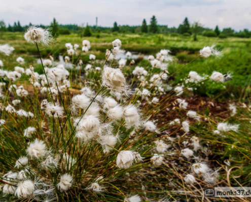 Hohes Venn Ansicht 3