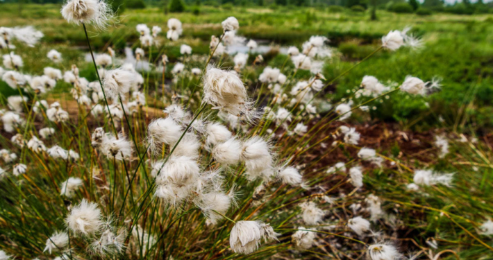 Hohes Venn Ansicht 3